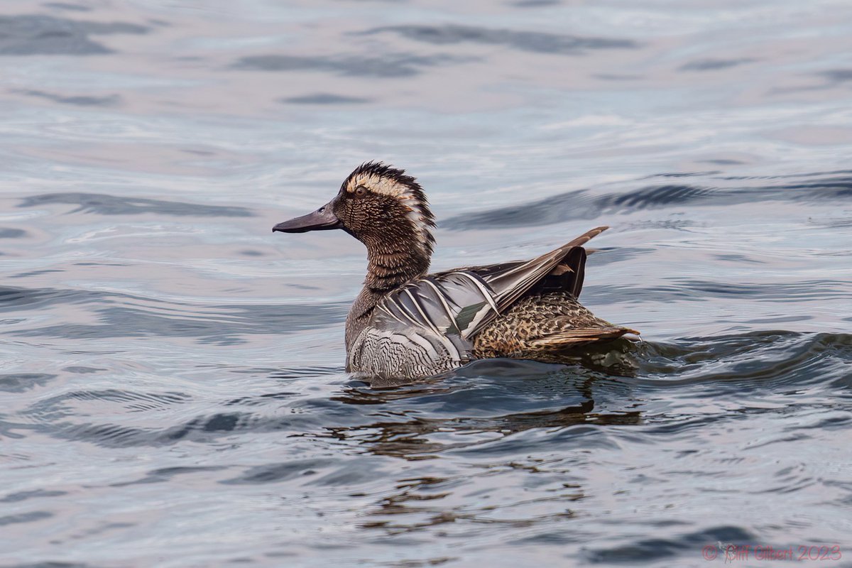 Highlights from this morning: Garganey, Little gull, sedge warbler, Cetti's warbler, spotted redshank, curlew, black-tailed godwit, avocet, redshank, swallow, otter. #GoBirding #Birdwatching #Wildlife #Wetlands #Nature #spring 📷 Garganey @CliffGilbert_99