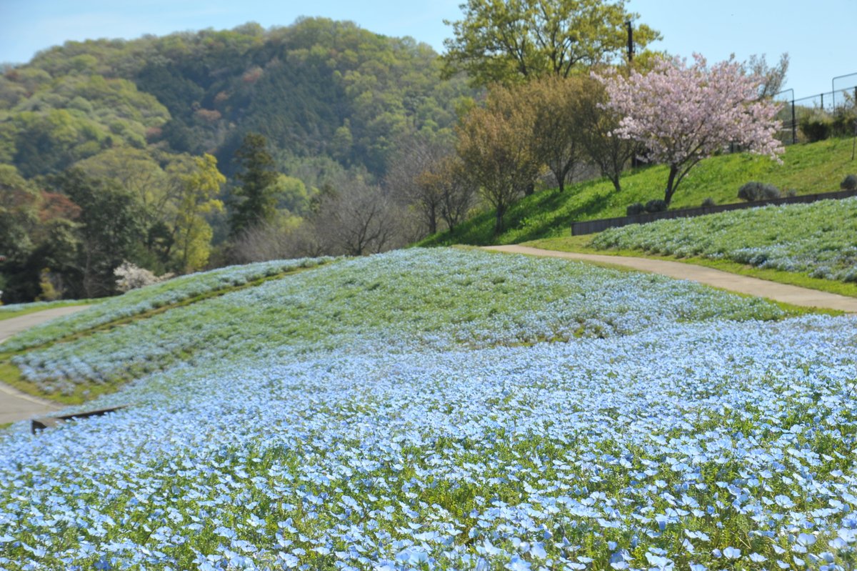 【4/12 ネモフィラの開花状況】📷4/12
ただいま花竜の道・青竜の谷にてネモフィラが見頃です💙
花竜の道ではチューリップとの春色コラボレーションが可愛くておすすめ！青竜の谷では昇竜の滝をバックにネモフィラブルーに染まった景色が楽しめます。
花巡りの丘の見ごろはあともう少し！お楽しみに！