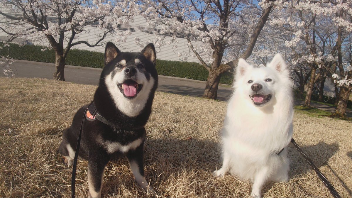 桜も満開🌸笑顔も満開🌸