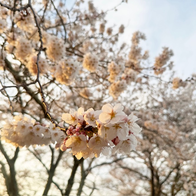 現在の市内の桜です!!
この気温上昇で
一気に開花するでしょう!!

あったかい日には
寒暖差もあるので
羽織るものも持ってお出かけください♬

#週末 #weekendshopping #桜まつり #まちぐるみキャンペーン #季節を楽しむ #何か見つかる #桜 #富士山 #cherryblossoms #富士山麓 #オルトスタイル