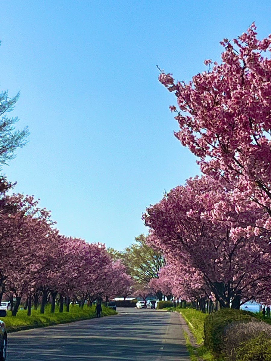 おかあさんと桜ロード🌸🌸🌸🌸🌸

ジェラートを食べに行く途中🍨🌸