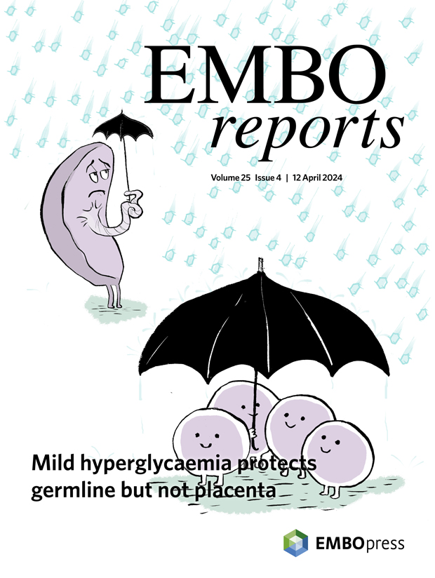 The April issue is online! -> embopress.org/toc/14693178/2… The cover features work by Qiaolin Deng @karolinskainst and co-workers showing that mild #hyperglycaemia protects the #germline but not the #placenta. -> embopress.org/doi/full/10.10…