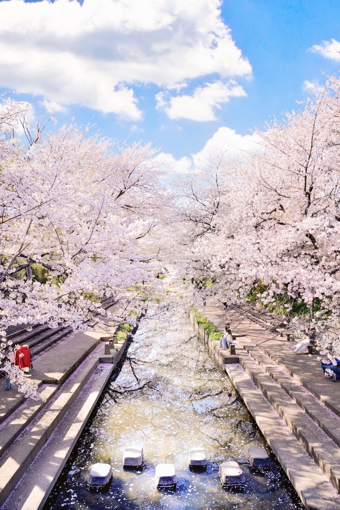 青空の下で咲く

元荒川沿いの桜が美しいのです。