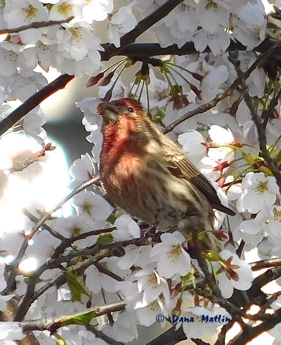 House Finch, Carl Schurz Park. #birdcpp #birding #birdwatching #BirdsOfTwitter #BirdsSeenIn2024 #birdphotography #NaturePhotography