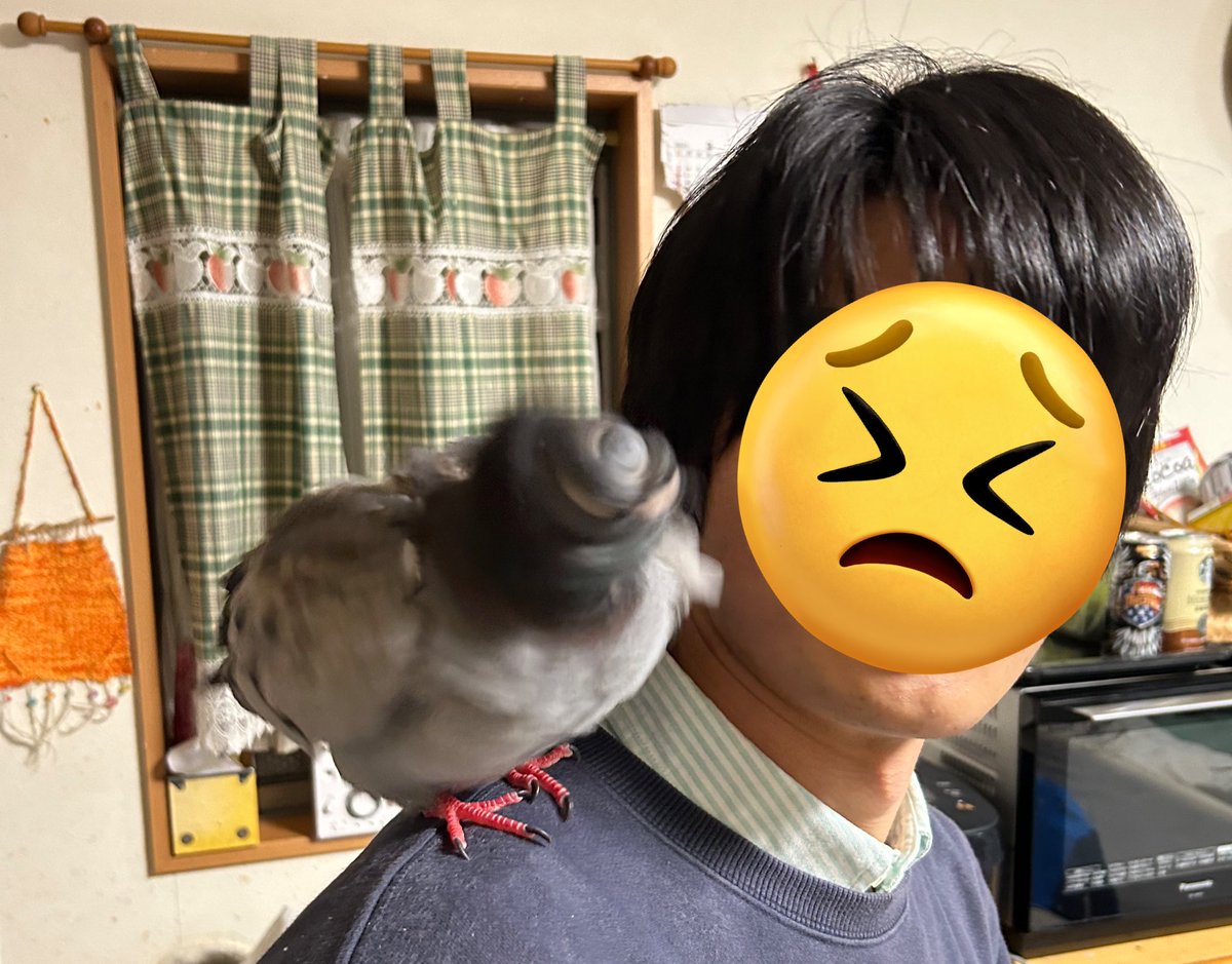 びしょびしょラッキーの鳩ドリルスプラッシュ💦💦