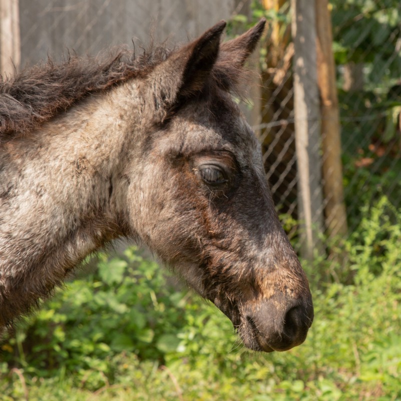 Happy #FoalFriday! We've made it to the end of another week 🎉 
This cute foal from Nicaragua will be keeping a smile on our faces as we head into the weekend, and will hopefully put a smile on your face too😊 

📷 Jose Collado