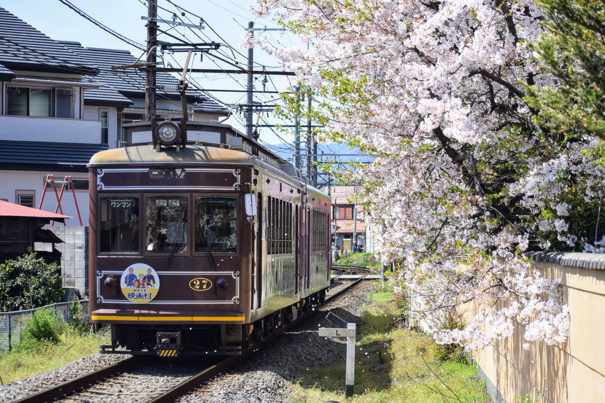 2024/4/10 Wed. 桜の中を行く嵐電 #桜2024 #嵐電 #ごだいの撮り活