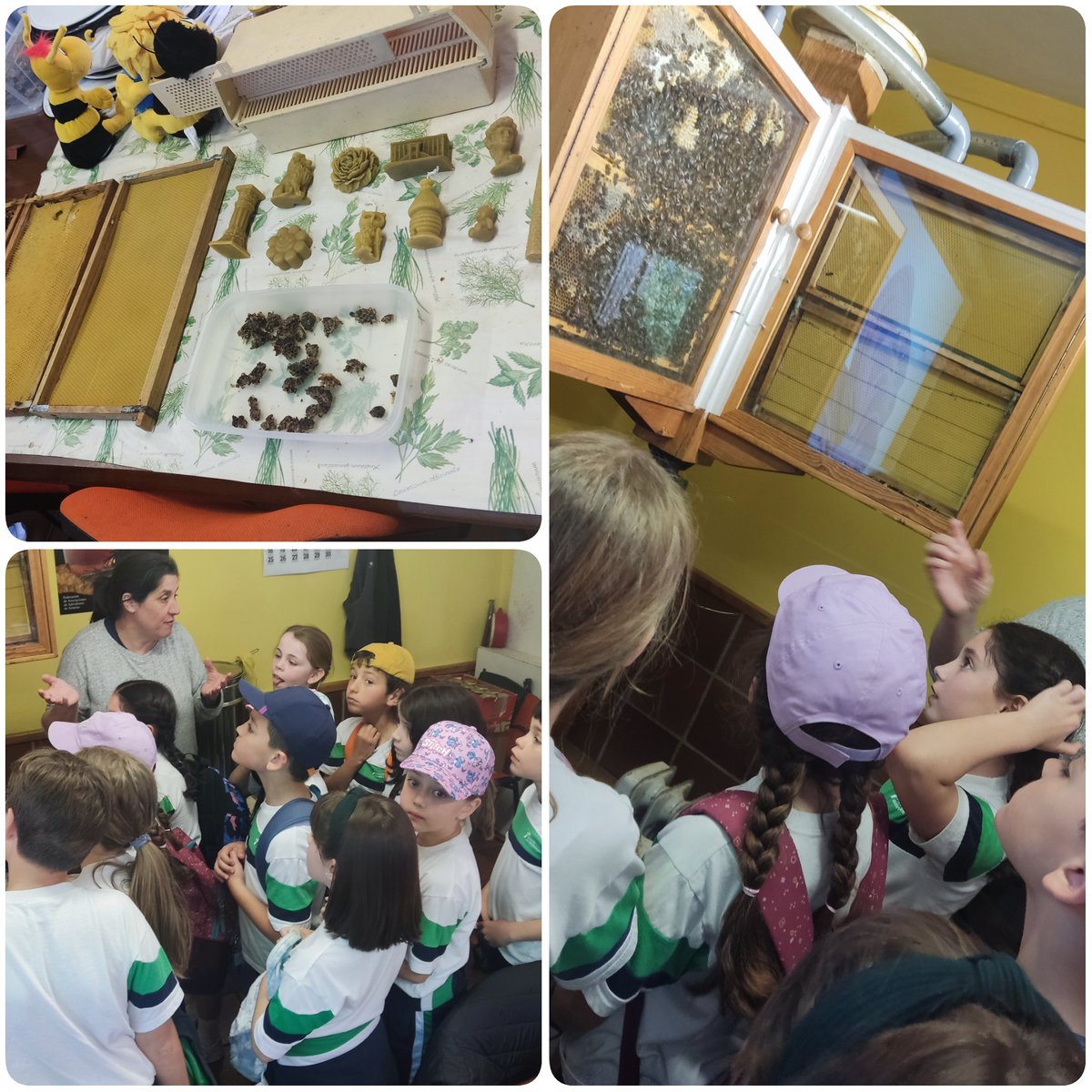 FET_Ov_Manolo's tweet photo. Ayer, los alumnos @FET_Oviedo de 3°EP, fuimos ha hacerles una visita a las abejas al aula de apicultura de Cuyences... Vaya caminata para llegar! Nos enseñaron como viven y que se utiliza para recolectar la miel que producen, y nos regalaron un bote de miel! Estuvo genial!! 🐝🍯 https://t.co/Ra18OH4UR7