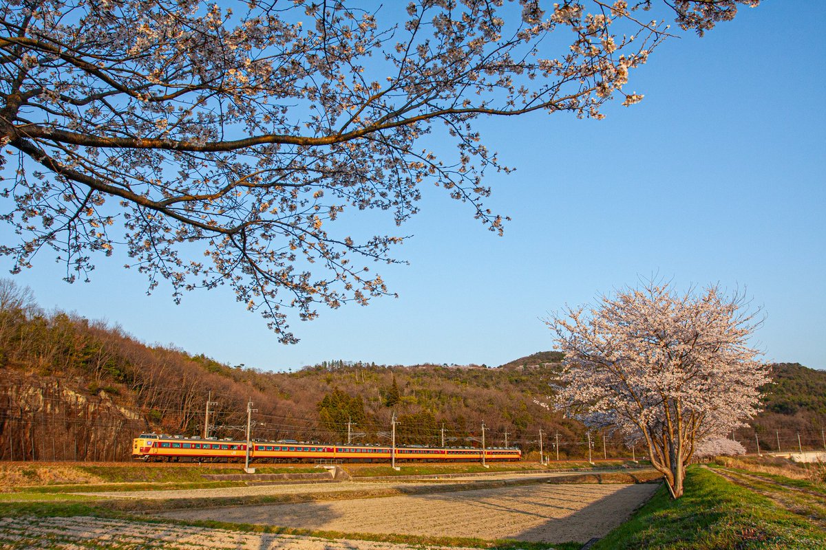 夕日に輝く三田の桜🌸