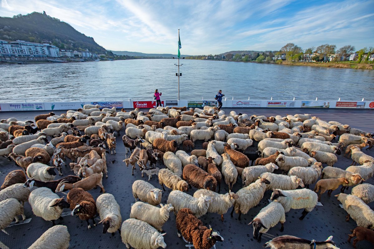 Schäfer Johannes Bois zieht wie letztes Jahr mit seiner Herde ins Siebengebirge, damit die rund 600 Schafe und Ziegen die Grünflächen beweiden. Voraussichtlich dieses Wochenende, am 13./14. April, machen sie einen Zwischenstopp in der Rheinaue in #Bonn: bonn.de/pressemitteilu…