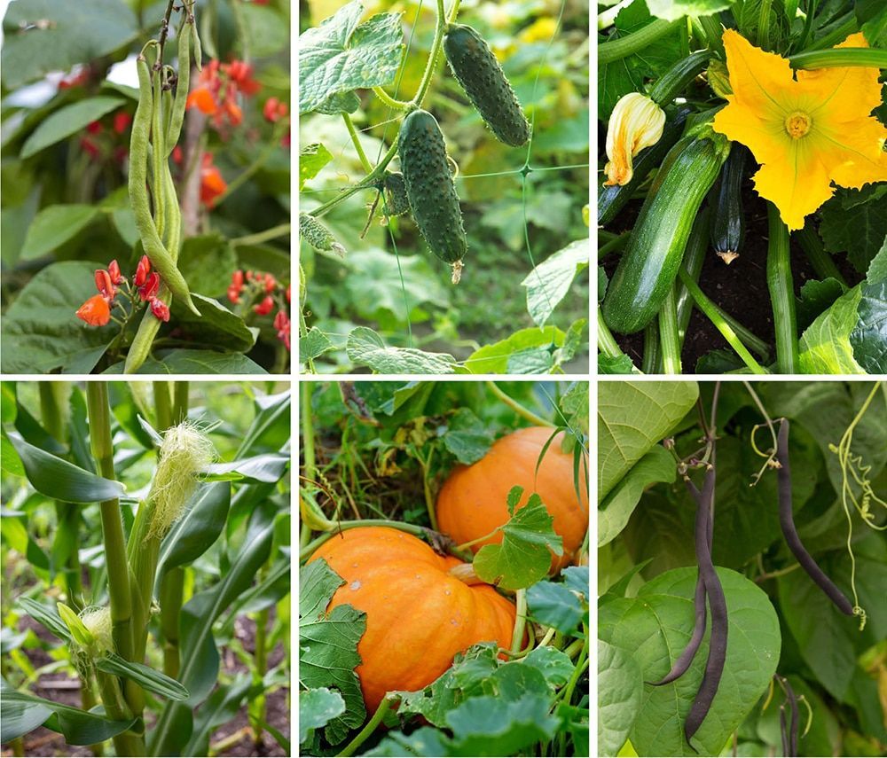 Mid-April is the perfect time to sow tender vegetables - in the greenhouse or on a sunny windowsill - for planting out when the risk of frost is over. buff.ly/3xi6xzs