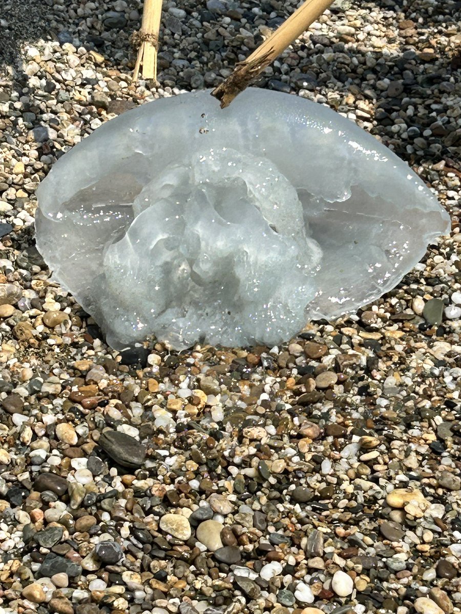 Anamur kıyılarında bir deniz anası avı😀