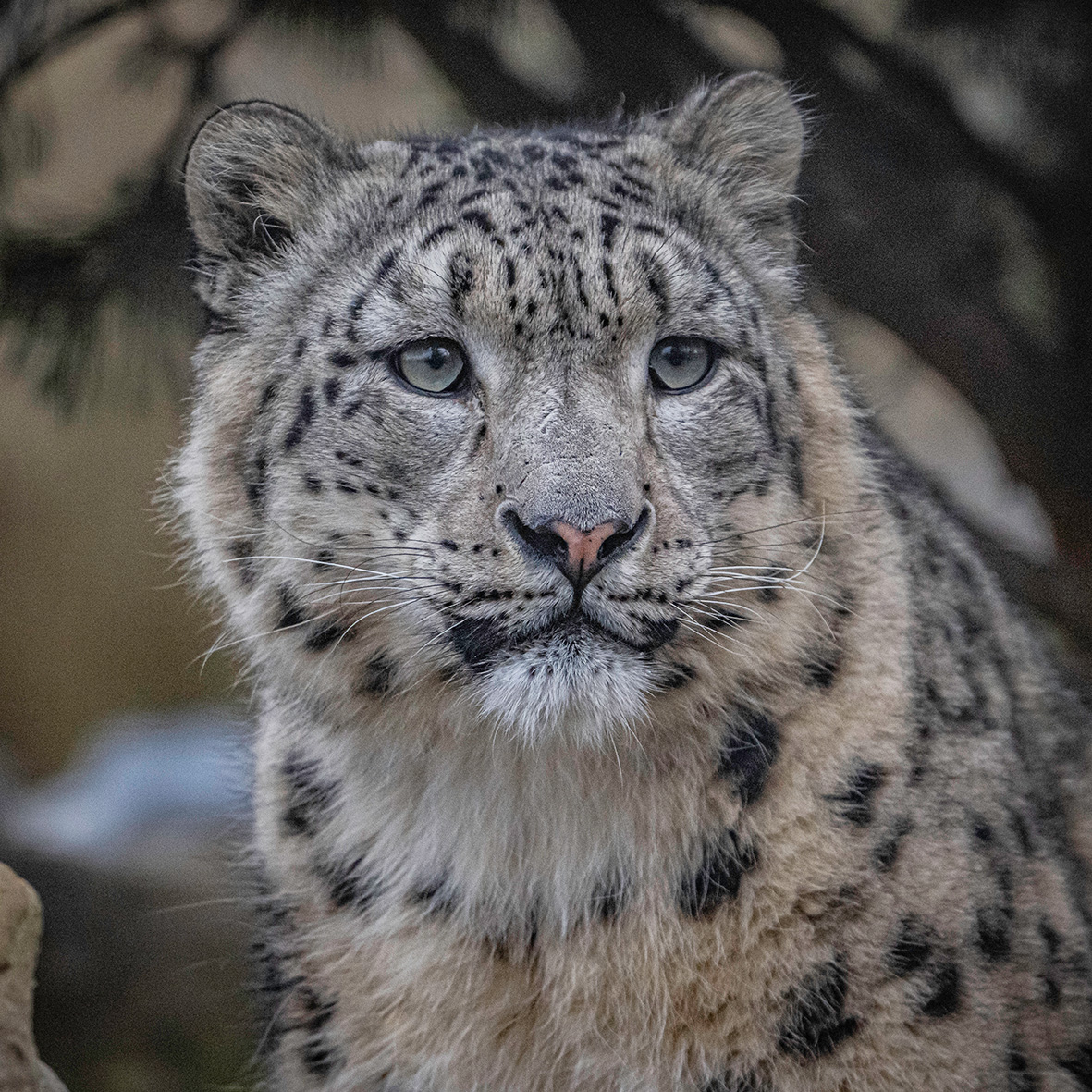 We’re running a 1 day course for educators involved in delivery of FE animal management courses We’ll tour behind the scenes areas looking at best practice - & visit our snow leopard habitat & meet the project managers Fri 10 May 9-5pm Spaces limited⏱️ chesterzoo.org/events/fe-staf…