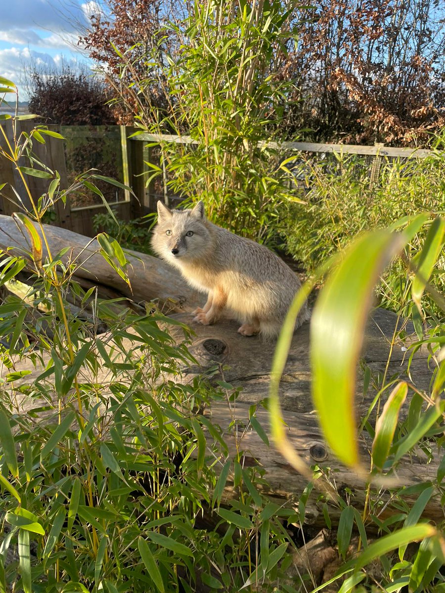 The AHWRC team at University Centre Sparsholt are thrilled to introduce the newest members of our animal residents – Laszlo and Nandor, the Corsac Foxes (Vulpes corsac) arriving from @hamertonzoo Read more on our website : bit.ly/3PYrzto