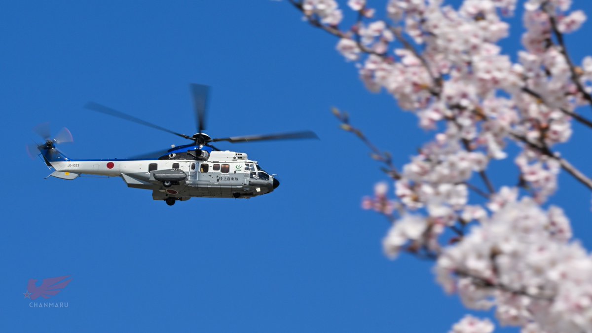 天皇皇后両陛下の被災地訪問を支援するために能登へ飛び立ったスーパーピューマを、桜と一緒に撮影しました🌸