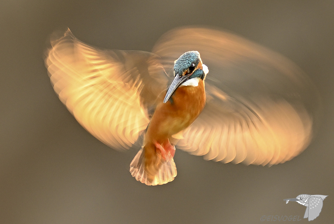 今日のカワセミ　 Eisvogel des Tages ※久しぶりに夕陽色付きホバを撮りました・・・ #カワセミ #ホバリング #野鳥撮影 #Kingfisher #Z9