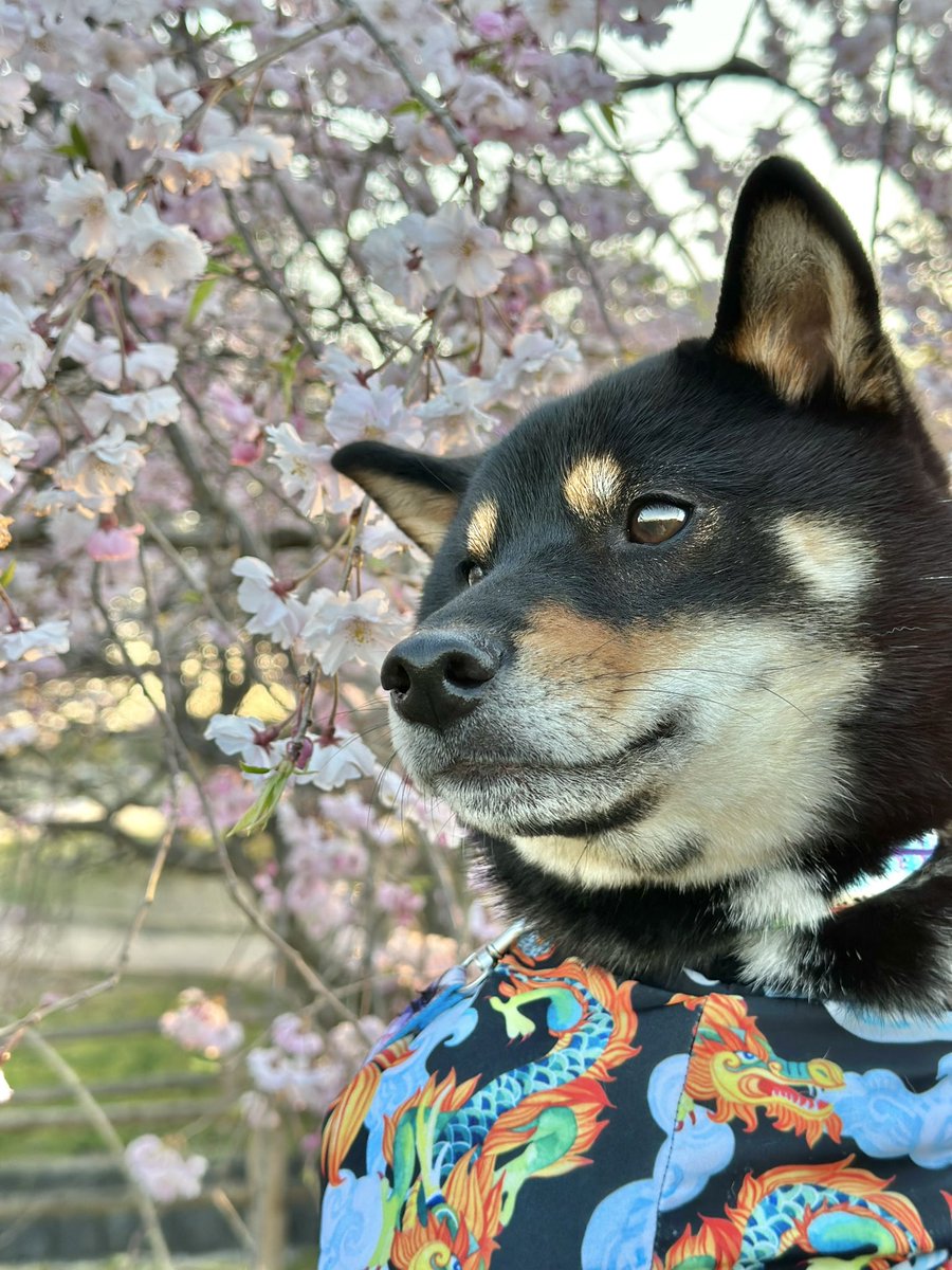 銀さんと桜🌸✨ 地元はまだまだ満開でした❤️ #柴犬 #黒柴 #桜 #実家帰省