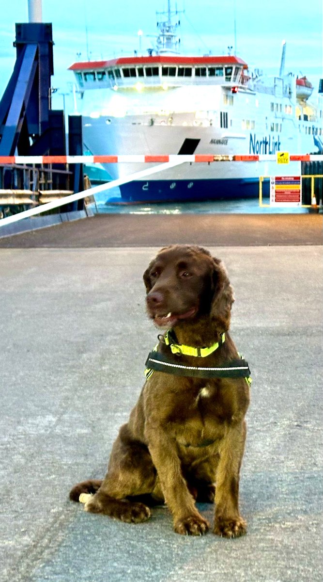 Keegan on duty at the Hamnavoe during very bonnie evening yesterday. #Orkney #Scotland