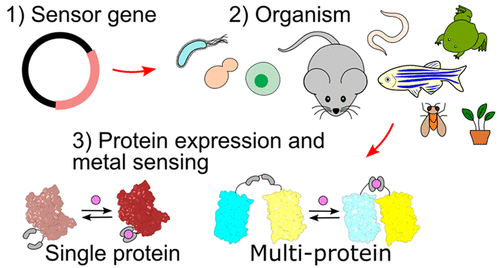 Fluorescent Protein-Based Sensors for Detecting Essential Metal Ions across the Tree of Life pubs.acs.org/doi/full/10.10…