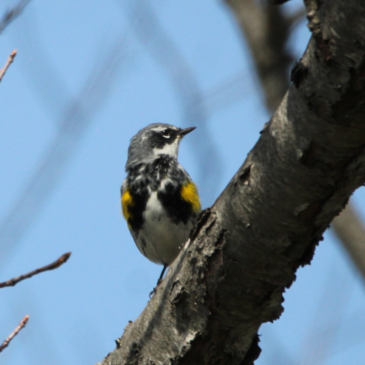 @BirdQueens Yellow rumped warbler spotted at Jamaica Bay Wildlife Refuge. My first of season sighting. 04/09/24