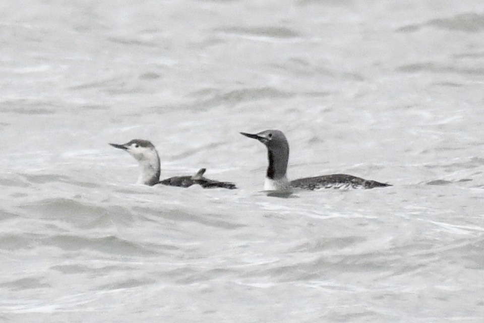Two Red Throated Divers, one with a white throat and the other with a black throat! 😂 taken on one of our trips yesterday. #TwitterNatureCommunity