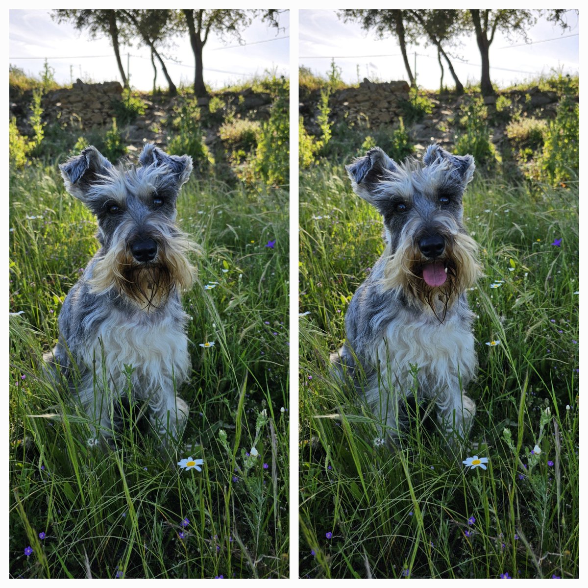 Morning frens, what is your mood today? #1 or #2? 😃 #SchnauzerGang #FridayFeeling #Happy
