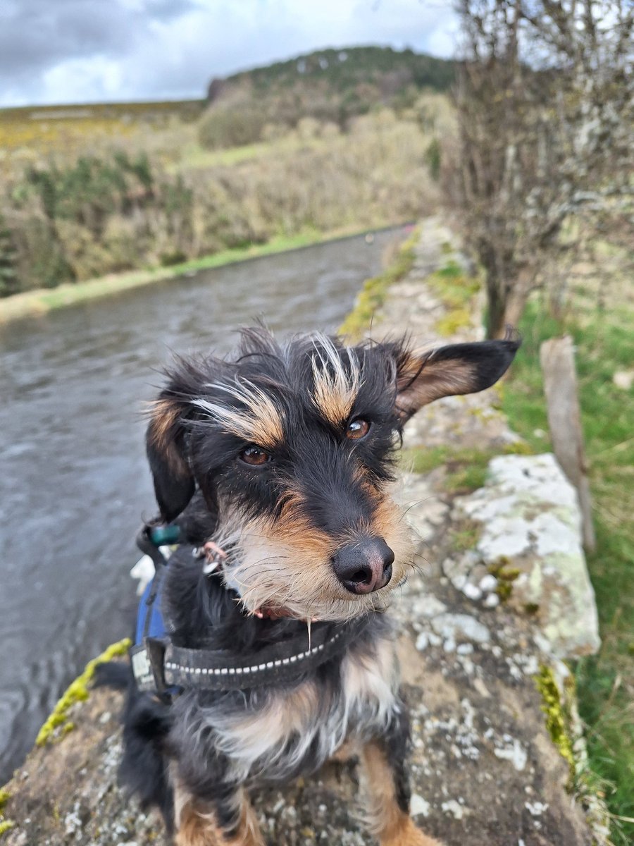 Friday walks along the Tweed are a serious business for Skye! 🤨 #rivertweed #doggyinspection #NationalPetDay @TForumlearning