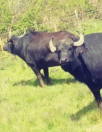 Our two visiting Eurasian water buffalo are back here at The Teifi Marshes Nature Reserve. #WWC #WTSWW #April #Spring 🐃 😊