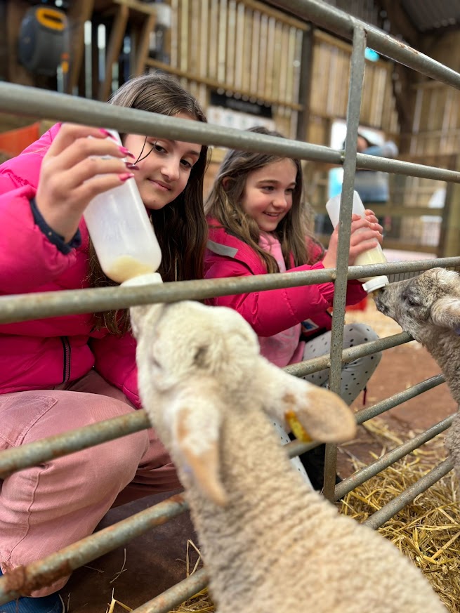 We've extended our Lamb Feeding Experience🐑🍼 ✨DATES UNTIL 6TH MAY AVAILABLE. Booking is essential. Standard admission applies. Click on the link below for more information - countryside-trust.org.uk/event/lamb-fee…