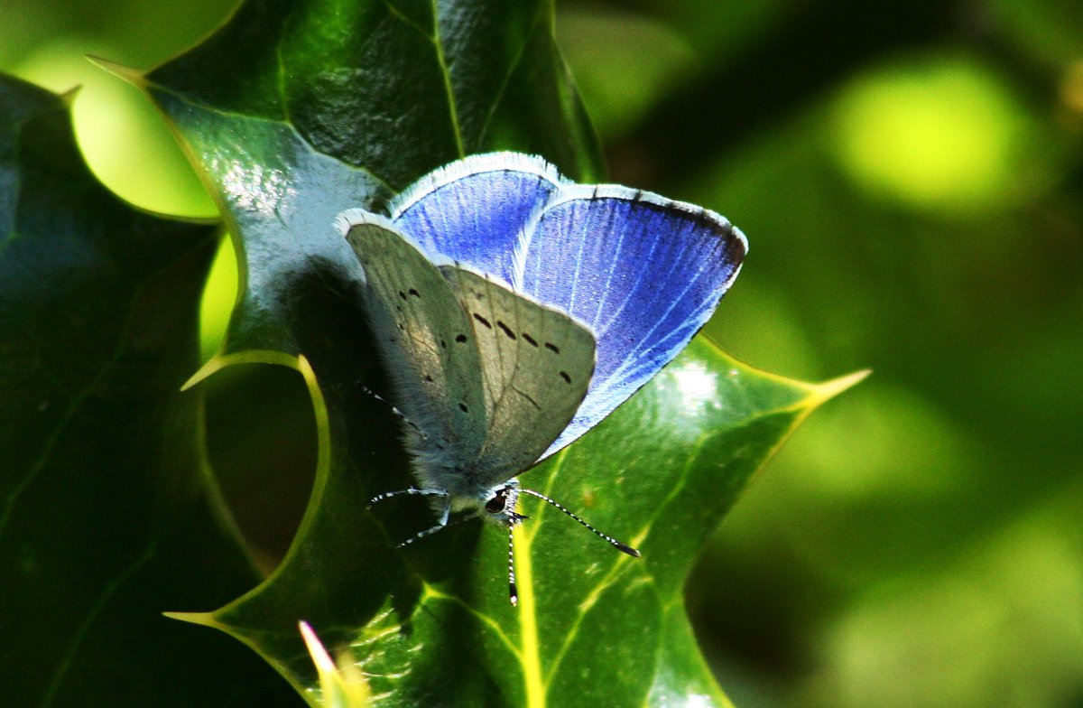 First branch Holly Blue report in 2024! See record at cumbria-butterflies.org.uk/sightings (file photo).