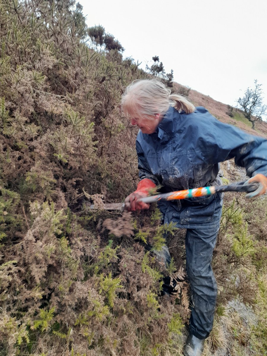 We recently teamed up with @radnorshirewildlifetrust for ‘no-fence tree planting’ on hills above Pentwyn Farm in Powys, planting trees where sheep can’t reach them, such as on steep banks & in gorse. It really works! #WilderPentwyn #LivingLandscapes northwaleswildlifetrust.org.uk/what-we-do-lan…