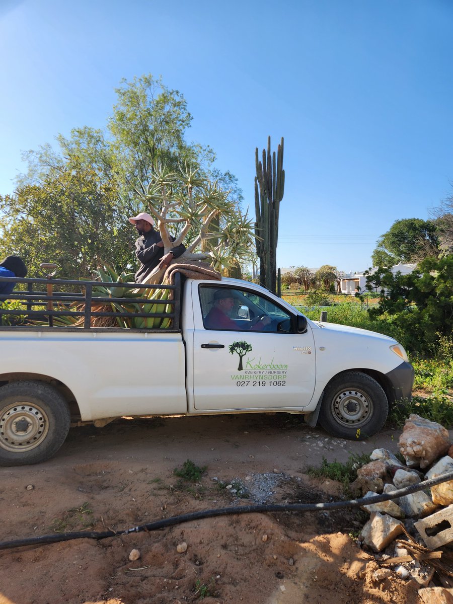 Relocating some of the Quiver Trees from the Nursery to Kokerboom House. Some of our Quiver Trees (Kokerbome) are more than 80 years old. The Nursery, located in Vanrhynsdorp in the Namaqualnd, has been in the same family since 1962.