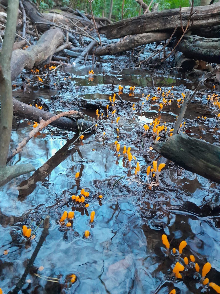 Bog Beacon! ✨🕯️✨ This witchy-looking fungi (Mitrula paludosa) is only found in super wet places, poking through the mud like little glowing matchsticks to guide you through the bog. Keith Fox 📷