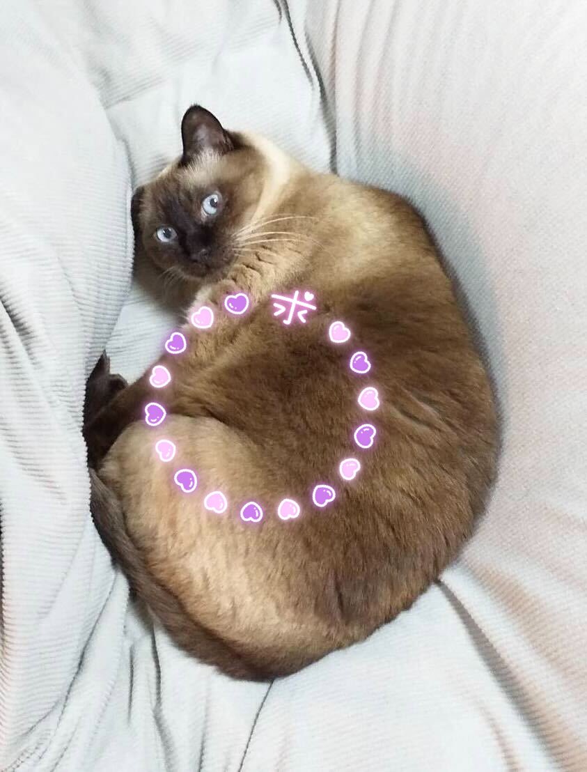 toletta_cat's tweet photo. 疲れてる時はこうなる(わかる人にはわかる) https://t.co/kRlehn1EeO