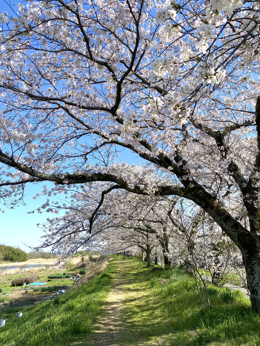 こんばんは🌙

栃木市西方町
  🌸金崎の桜堤にて🌸
綺麗な桜並木が見られました
    2024/04/10

穏やかな夜をお過ごしください☪️

#桜
#TLを桜でいっぱいにしよう