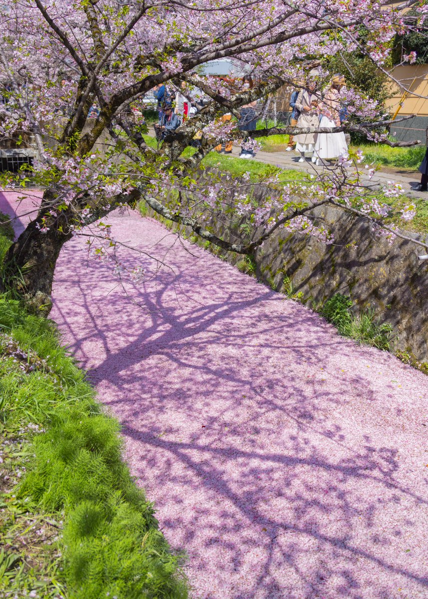 春の終わりを感じて少し切なくなった、京都の花筏。