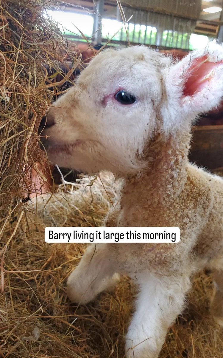And he’s up & at ‘em this morning! 💪🐑 #farming #Lambing2024 #OutdoorLambing