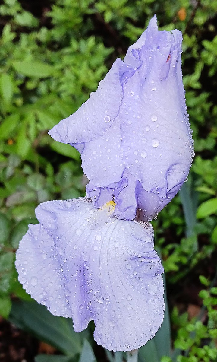 Dressed With Raindrops.