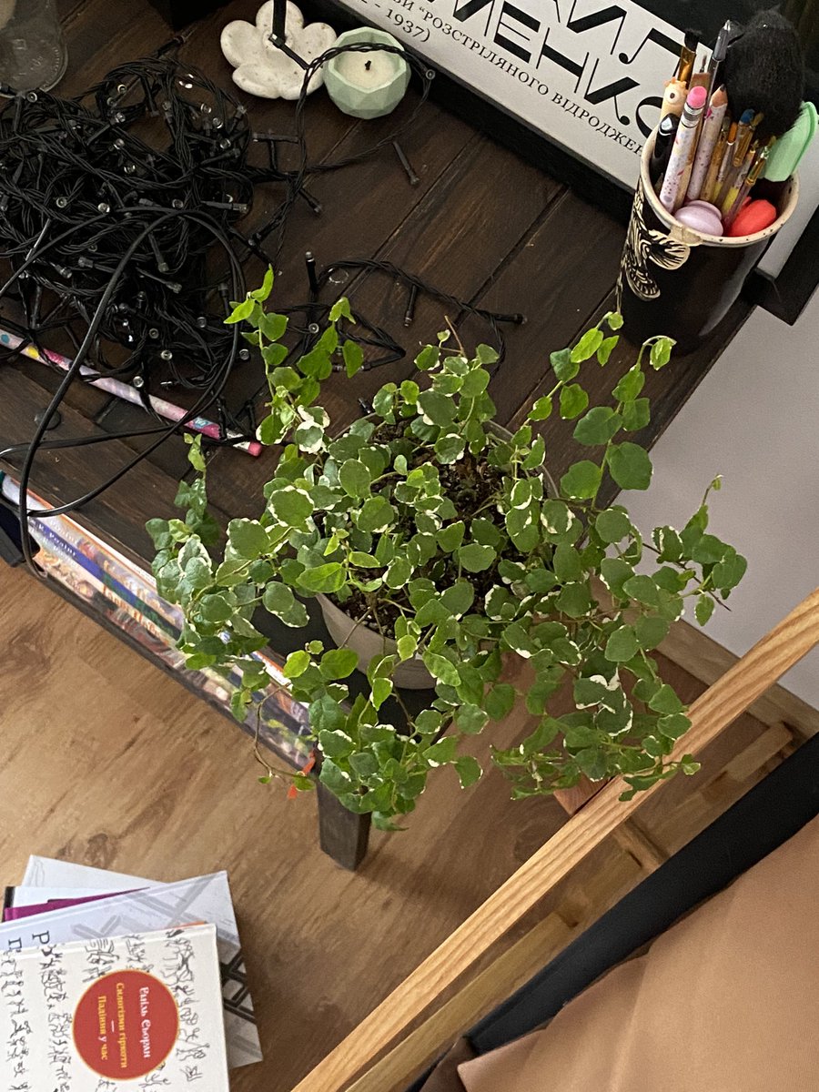 послухала два випуски «бегонії в агонії» і на тобі, маєш