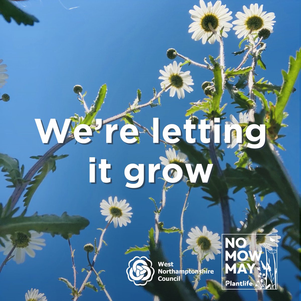 Throughout May, we will be leaving certain green areas to grow as we support #NoMowMay and encourage biodiversity, giving nature a helping hand to bloom. We'd like to know if you have taken part or would like to take part in the future. Please tell us at ow.ly/mUIJ50ReScJ