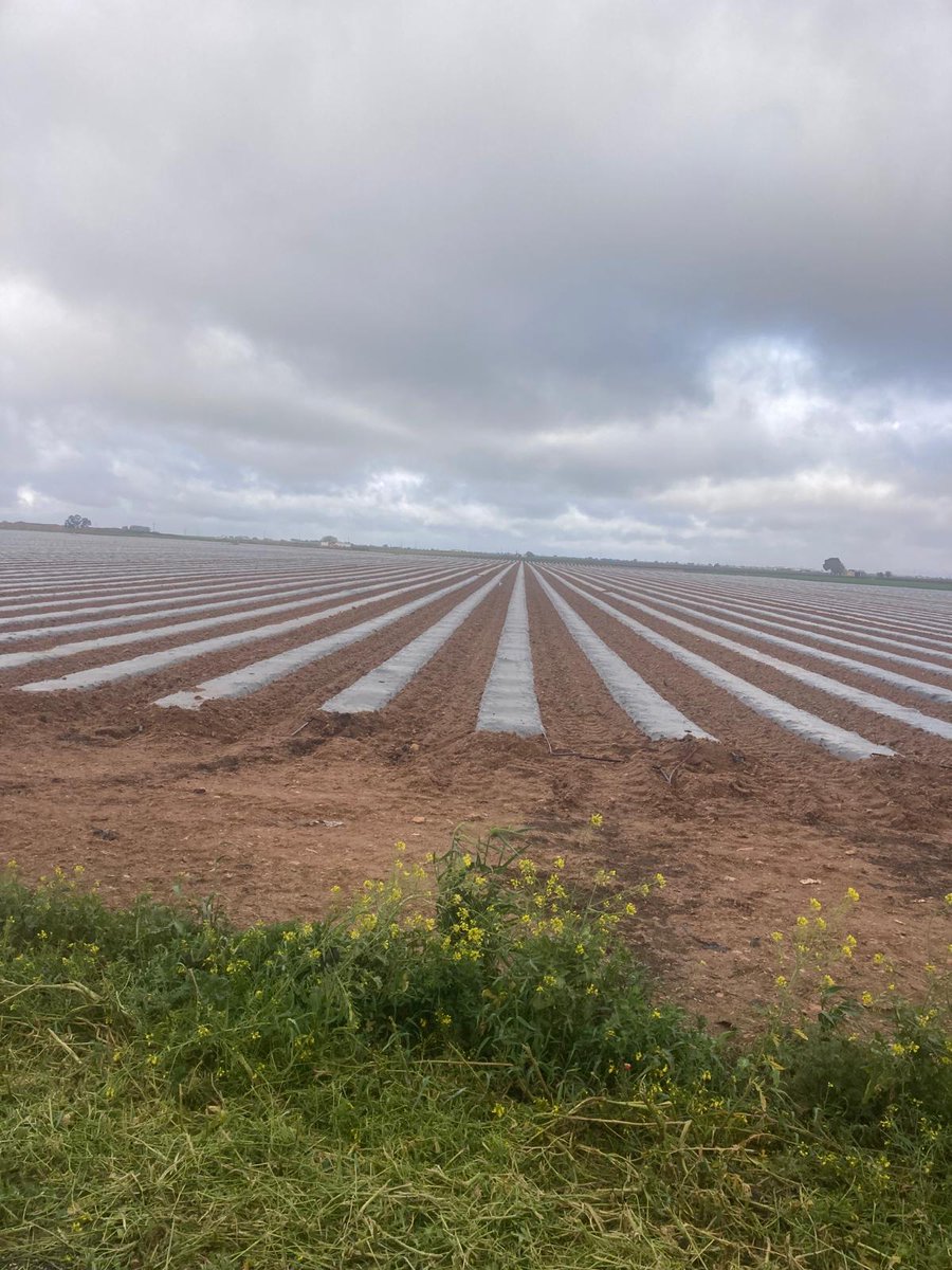 👉Previsión | hectáreas #melón y #sandía en 📍#CLM ➕sandía🍉 ➖melón 🍈 📌Producción : La sandía podría igualar al melón 👩‍🌾👨‍🌾Piden #prudencia en las plantaciones e insisten en la importancia de ajustar la oferta a la demanda, 📈escalonando las siembras. asajacr.com/noticias/se-es…