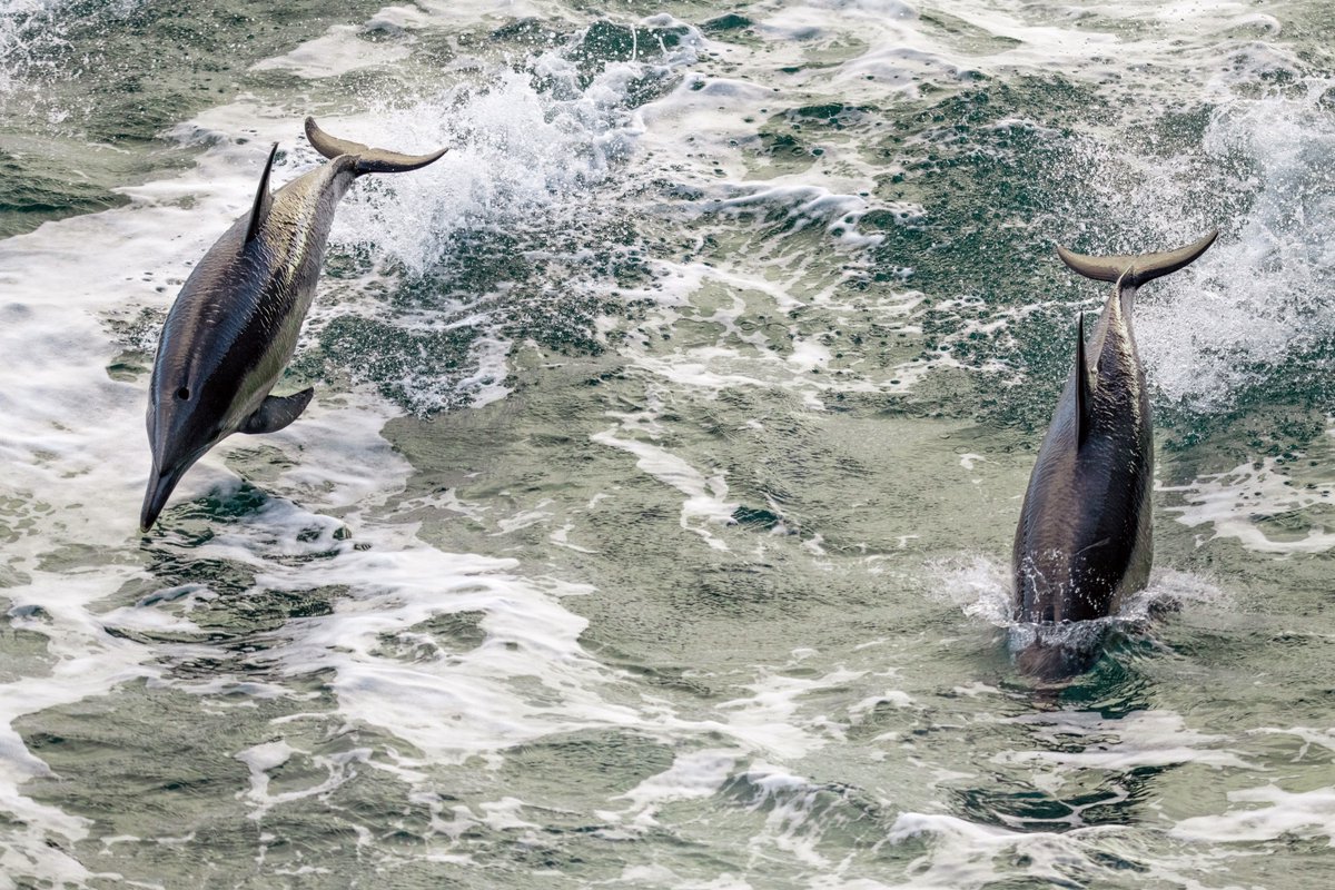 In the early 1960s the US Navy started working with bottlenose dolphins and Californian sea lions to help with mine detection 🐬. Dolphins are known for being intelligent, sociable mammals and can reach speeds of more than 18 miles an hour. #FactFriday