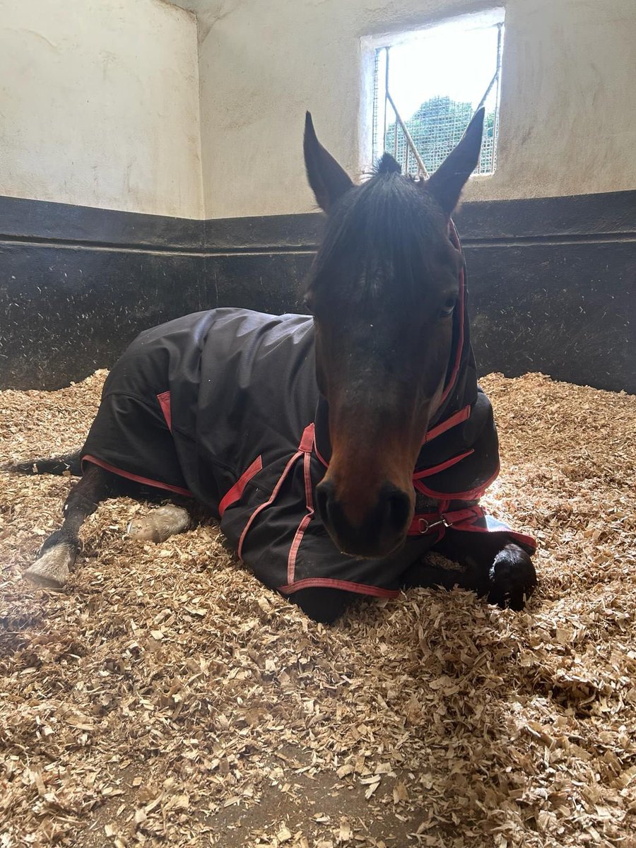 Barretstown very chilled before tonight’s run in Dundalk at 8 15 pm 🤞🤞