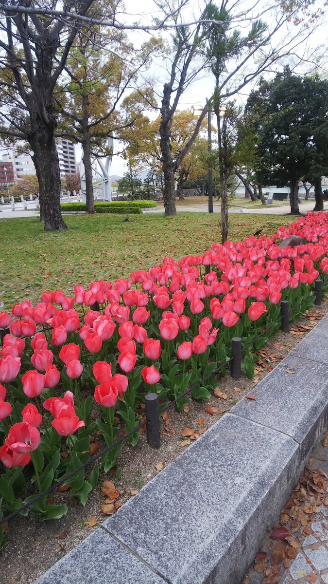 おはようございます。 春は色とりどりの花が咲き、 心和みます🩷 広島市街地の花壇に目を惹かれ、 思わずパシャ📸 みなさんの好きな花🌼、 教えてくださ〜い🙋‍♀️ #広島愛がとまらない