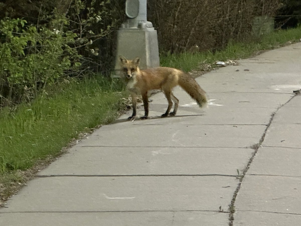Morning walk views… Almost had to throw hands with a bold fox at 156th & Pepperwood Drive