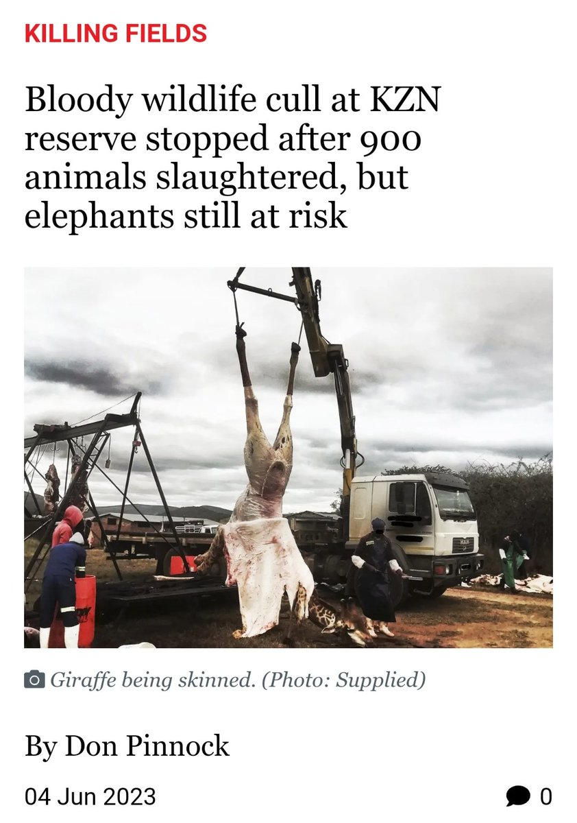 🇿🇦#MawanaElephantRescue #SaveThe45 x🐘 #StopTheCull 🛑 #SouthAfrica 👓 BACKGROUND Bloody wildlife cull at KZN reserve stopped after 900 animals slaughtered, but elephants still at risk By Don Pinnock • Lion Expose 04 Jun 2023 dailymaverick.co.za/article/2023-0…