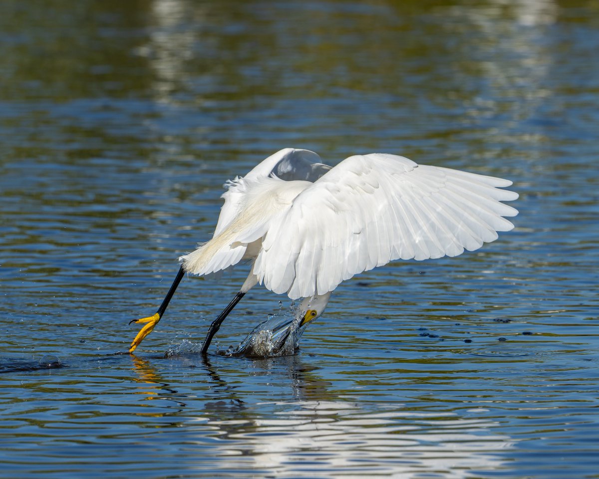 every_heron tweet picture