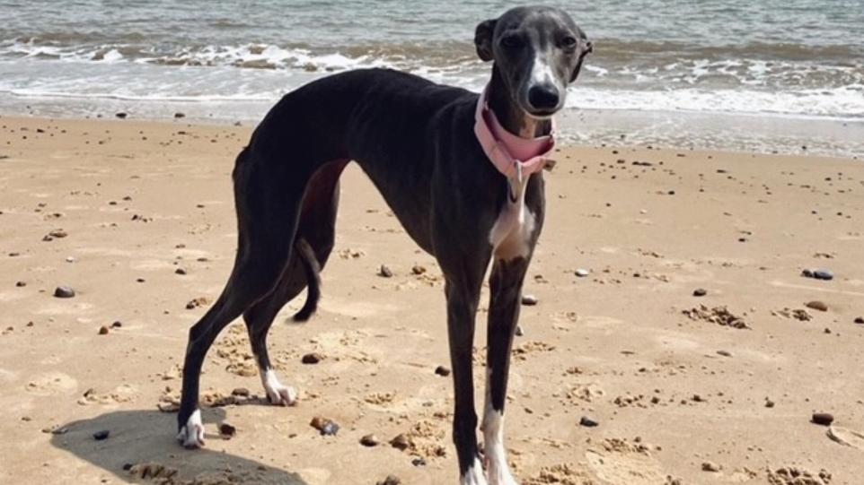 Please retweet to HELP FIND ADA, MISSING IN #ALSLACTON #NORFOLK #UK Female Whippet, missing since December 8 2023. ' Tomorrow it will be 4 months. Ada is so missed. Not only have I lost my soul dog and my best friend but also myself, and all of the hopes and dreams I had for…