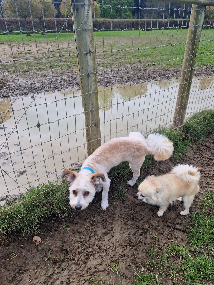 Dog found on the busy road outside @MarlayPark anyone recognise him? @marlayparkrun @dlrcommunity #lostdog