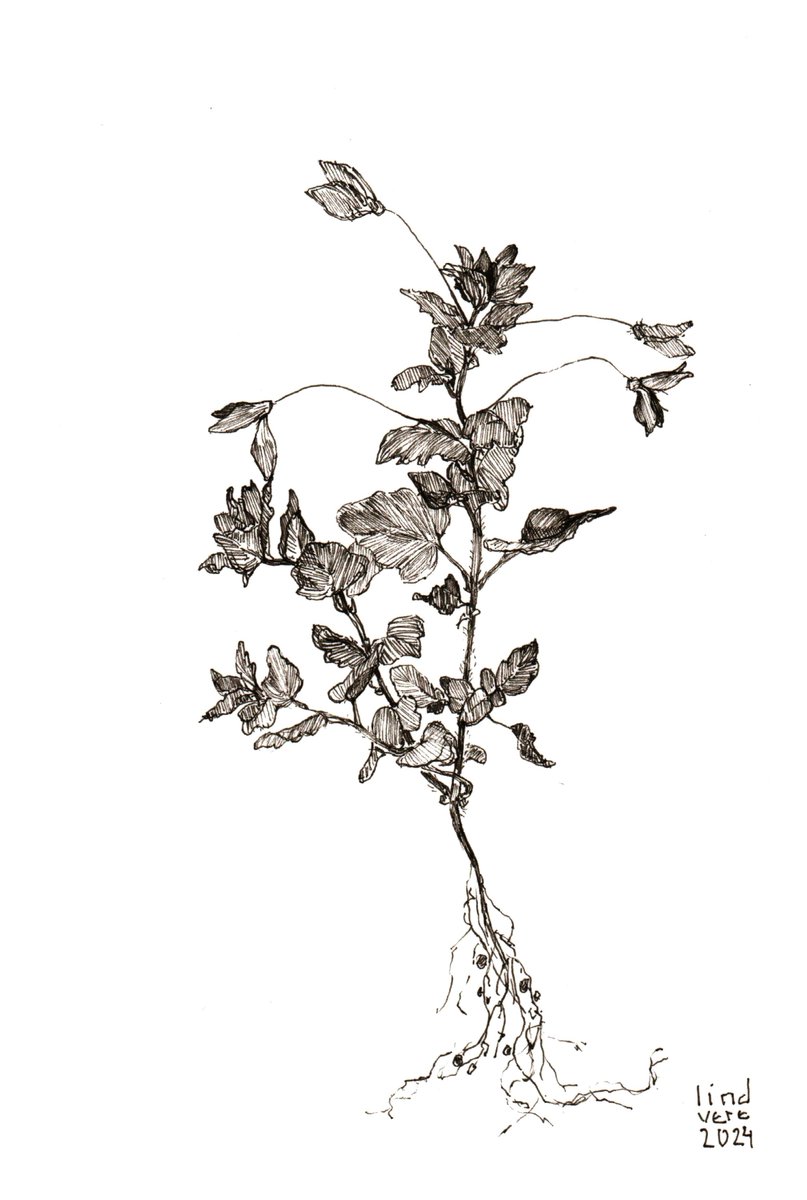 lind_vere's tweet photo. uprooted 
Weeds open edition on @ourZORA https://t.co/S9T9CIvRif